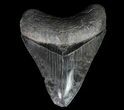 Serrated, Fossil Megalodon Tooth - Georgia #65792-2